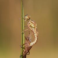 Large Red Damselfly Emerging 4 